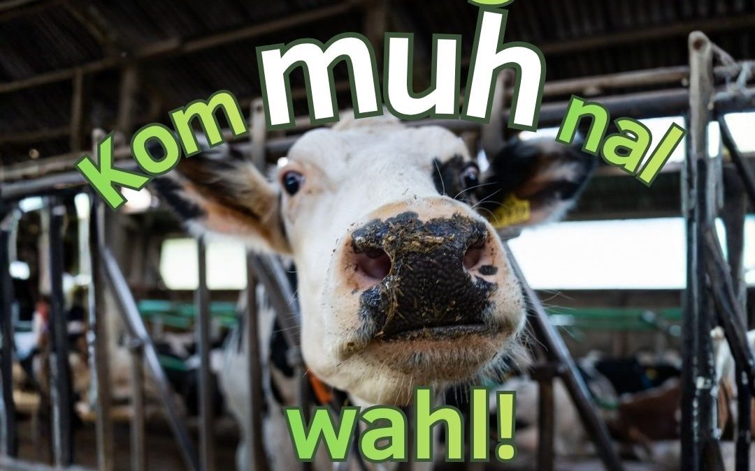 Wählen gehen ist Kuh-l! 🗳🐮 Am Sonntag wählt Niedersachsen die kommunalen Vertretungen neu. Teilweise werden Landräte u…