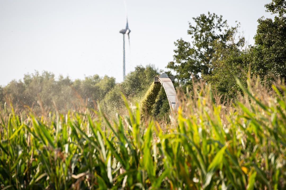 <a href="https://www.instagram.com/p/DdUDVCTF4mC" target="_blank">Nanu, was sehen wir denn da… 😉🌽🌽🌽 #Maisernte #Maisfahren #Mais #Ernte2026</a>