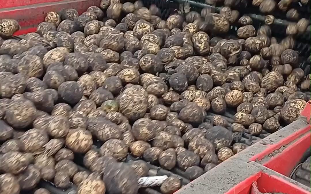 Die tollen Knollen rollen wieder! 🤩🥔🥔🥔 #Kartoffel #Kartoffelernte #Ernte2026