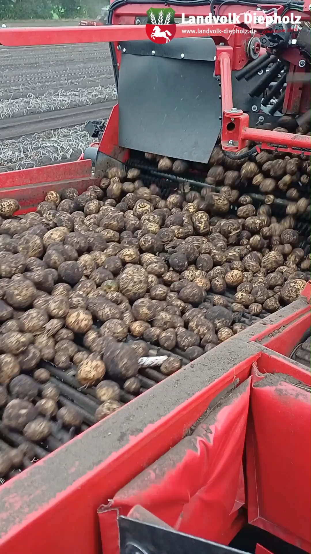 <a href="https://www.instagram.com/p/DdqNXr1jyKA" target="_blank">Die tollen Knollen rollen wieder! 🤩🥔🥔🥔 #Kartoffel #Kartoffelernte #Ernte2026</a>