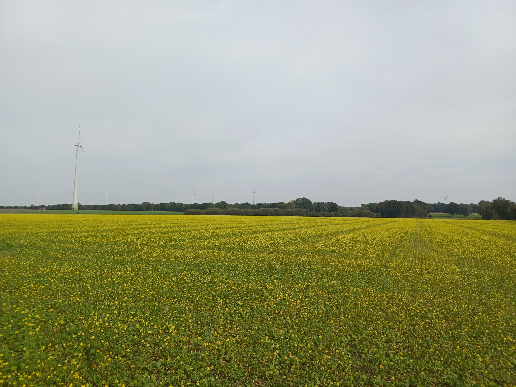 <a href="https://www.instagram.com/p/Dd-zDRCkoZG" target="_blank">Gelbes Farbenmeer im Herbst! 🍂🍁 Mancherorts blühen bereits die Zwischenfrüchte wie hier der Gelbsenf und setzen einen …</a>